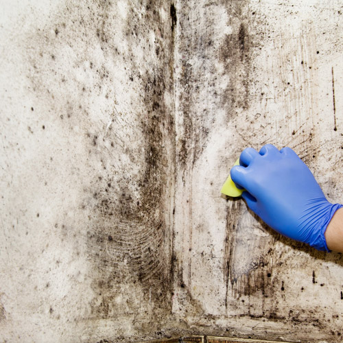 Cleaning Mold